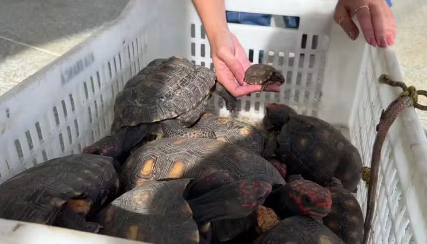 Cerca de 350 animais silvestres são resgatados de cativeiros ilegais no sertão de Sergipe