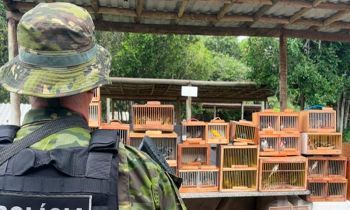 Operação apreende 155 pássaros silvestres em feira livre de Lagarto