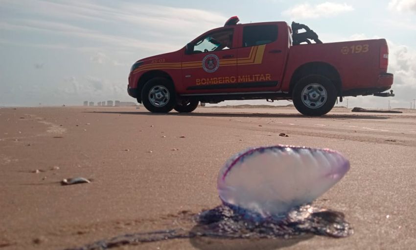 Cerca de 44 pessoas sofreram acidentes com caravelas em praias de Aracaju