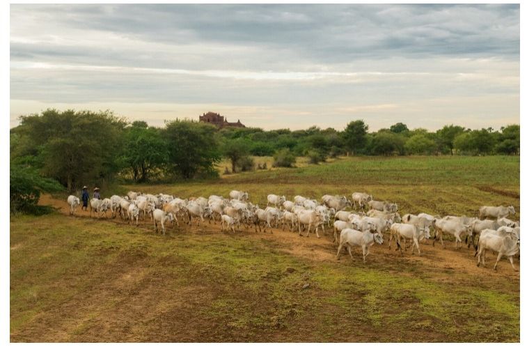 Exportações de carne bovina do Nordeste crescem mais de 50%