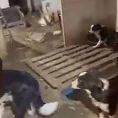 Canil clandestino é desarticulado e 22 cães vítimas de maus-tratos são resgatados em Estância