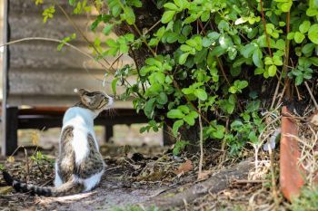 MPF divulga laudos periciais sobre mortes de felinos na Universidade Federal para garantir transparência