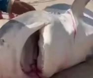 Tubarão-tigre é capturado na Praia do Abaís em Estância