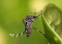 Sergipe tem 47 municípios com risco médio de infestação do Aedes aegypti