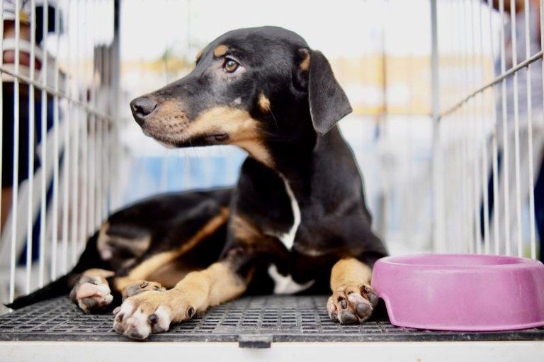 MPF COBRA DO MUNICÍPIO DE SÃO CRISTÓVÃO  O CUMPRIMENTO DE ACORDO PARA A PROTEÇÃO DE CÃES E DOS GATOS