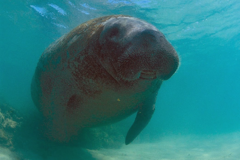 JUSTIÇA FEDERAL ACOLHE PEDIDO DO MPF E DETERMINA MEDIDAS PARA PROTEGER PEIXE-BOI ASTRO EM SERGIPE