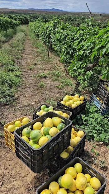Nordeste dispara produção de frutas e vira protagonista das exportações no Brasil