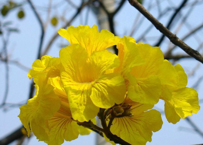 Primavera começa nesta terça-feira