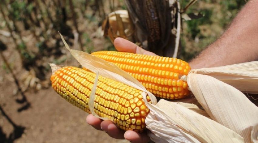 Sergipe registrou recorde histórico na produção de milho em 2025